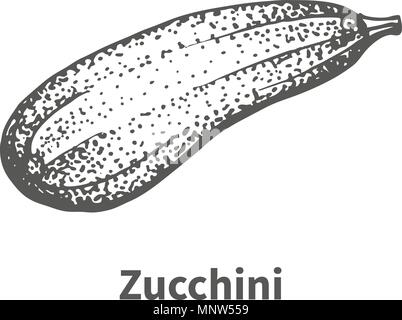 Vector illustration hand-drawn zucchini Stock Vector