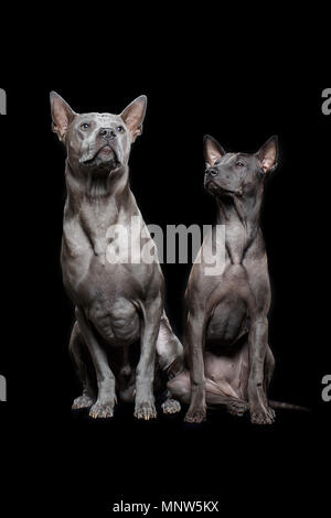 beautiful thai ridgeback dogs Stock Photo