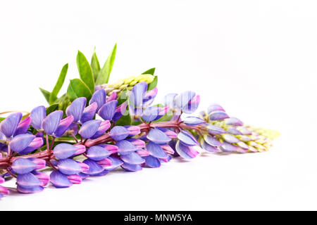 purple spring flowers on a white background Stock Photo