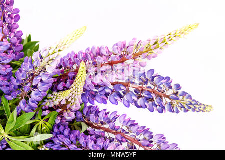 lilac flowers on a white background Stock Photo