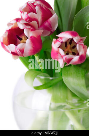 Bouquet of pink tulips close up in a round vase on a white background Stock Photo