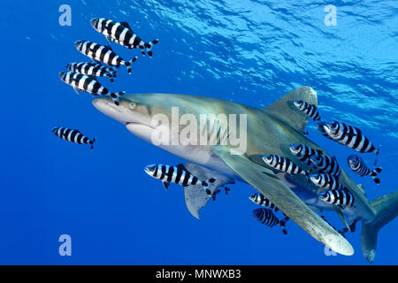 oceanic whitetip shark, Carcharhinus longimanus, with pilot fish, Naucrates ductor,  Daedalus Reef, Egypt, Red Sea, Indian Ocean Stock Photo