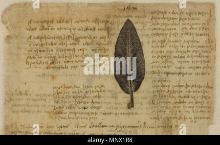 . English: Nature printing of a leaf of Salvia, with text in mirror writing, in Leonardo da Vinci, Codex Atlanticus, chapter IX, f. 616, between 1478 and 1519 . circa 1500.   Leonardo da Vinci  (1452–1519)       Alternative names Leonardo di ser Piero da Vinci, Leonardo  Description Italian painter, engineer, astronomer, philosopher, anatomist and mathematician  Date of birth/death 15 April 1452 2 May 1519  Location of birth/death Anchiano Clos Lucé  Work period from 1466 until 1519  Work location Florence (1466–1482), Milan (1483–1499), Mantua (1499), Venice (1500), Florence (1500–1506), Mila Stock Photo