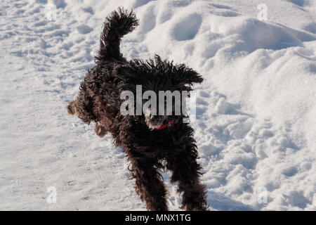 black poodle briskly runs through the snow in the daytime Stock Photo