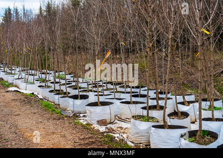 Trees growing in innovative flexible bags instead of pots in a tree nursery. Stock Photo