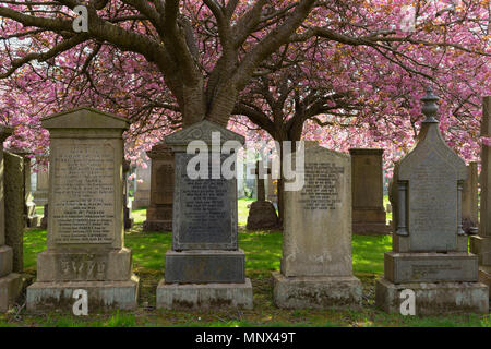 A Line of Tombstones in Allenvale Cemetery, Aberdeen, in the Spring with the Cherry Blossom in Full Flower. Stock Photo