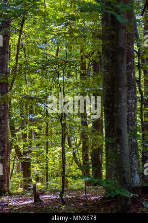 look in to the deep dark beech forest in summer. lovely nature background with tall trees and green foliage Stock Photo