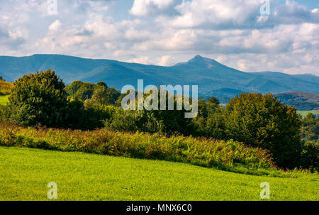 forest on a grassy hill in afternoon. Pikui mountain in the distance under the cloudy afternoon sky. Lovely Carpathian countryside Stock Photo