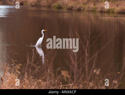 Beautiful capture of Great white Heron, located in Italy, near Milano. Visit my profile to see other photos Stock Photo