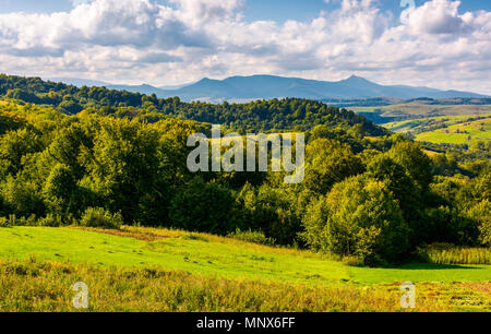 forest on a grassy hill in afternoon. Pikui mountain in the distance under the cloudy afternoon sky. Lovely Carpathian countryside Stock Photo