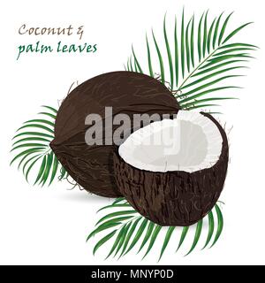 Coconut, whole and pieces with palm leaves isolated on white background. Colorful botanical vector ilustration. Vintage tropic design Stock Vector