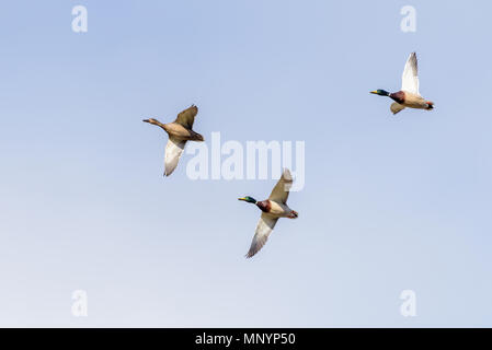 Two male ducks (common mallards) chase a female duck in flight during early spring. The sky in the background is blue. Stock Photo