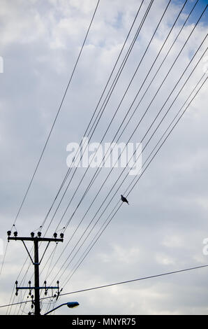 one single bird on transmission lines on cloudy day Stock Photo