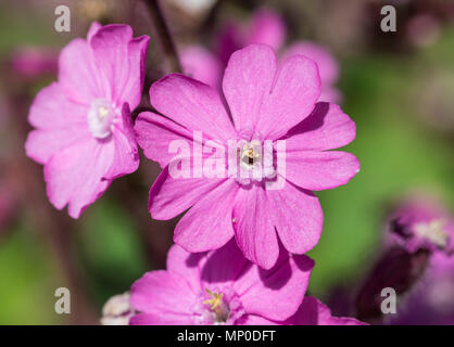 Red Campion flowers (Silene dioica) in late Spring in West Sussex, England, UK. Stock Photo