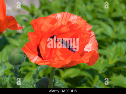 Single large red Oriental Poppy in late Spring in the UK. Stock Photo