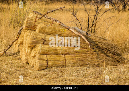 Cut grass in bundles ready for thatching traditional houses in Zimbabwe Stock Photo