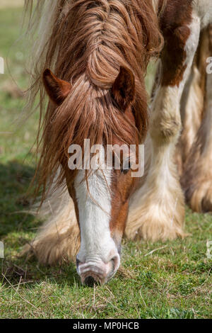 horse grazing in field Stock Photo