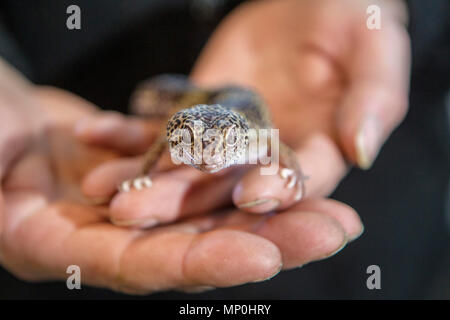 Leopard Gecko being held Stock Photo