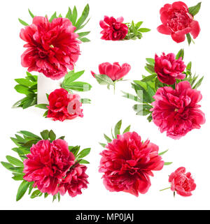 Peony flowers isolated on white Stock Photo