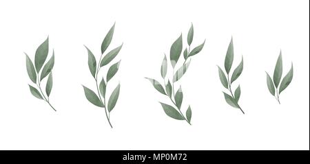 Vector set. Bay leaf. Green leaves on white background. Vector illustration Stock Vector