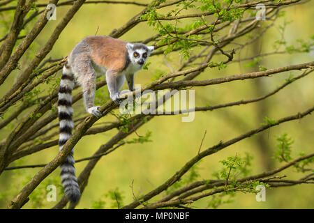 Ring-tailed Lemur - Lemur catta, beautiful lemur from Southern Madagascar forests. Stock Photo