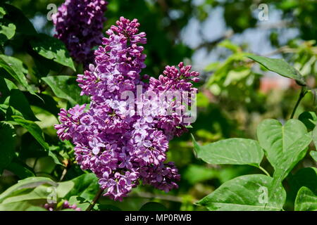 Beautiful bouquet of lilac flowers, Sofia, Bulgaria Stock Photo