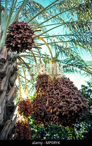 Bunches of ripe dates ready for harvest hang from the tops of tall date palm trees in the Coachella Valley near Palm Springs in Southern California, USA. Growing here are Thoory dates, also known as 'bread dates' because they are drier and chewier than other varieties. Date palms were brought to the area in the 1890s, and this desert valley now provides 90 percent of the world's crop of dates. A few of the 350 date growers in the Coachella Valley have opened their date farms to visitors for tours and tastings of the delicious fruit.
