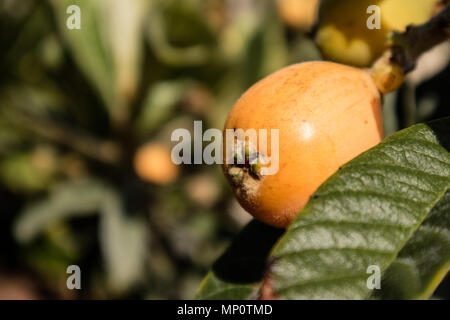 Loquat orange fruit on branch with leaves. Stock Photo