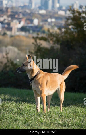A dog stands alert on Parliament Hill, Hampstead Heath, London, UK. With the City of London Skyline in the background. Stock Photo