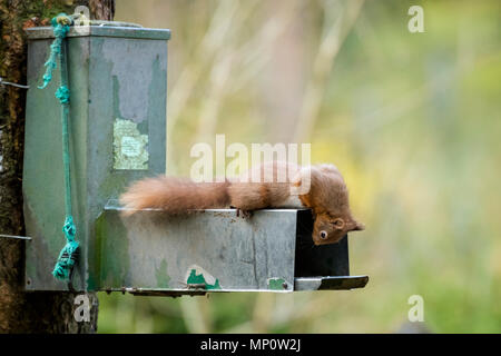 Single, cute red squirrel laying flat on top of feeder, peering inside -  Snaizeholme Red Squirrel Trail, near Hawes, Yorkshire Dales, England, UK. Stock Photo