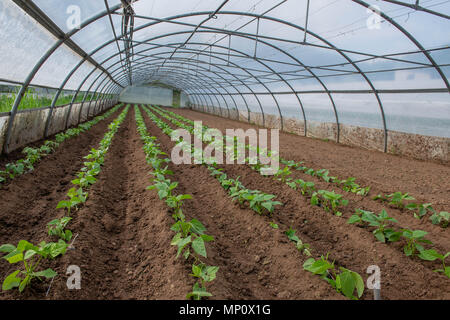 cultivation of vegetables in greenhouses Stock Photo