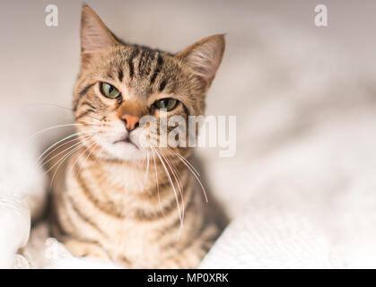 Beautiful angry domestic cat at home Stock Photo
