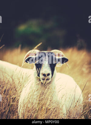 Retro Filtered Image Of A Scottish Blackface Sheep With The Focus On Grass In The Foreground With Copy Space Stock Photo
