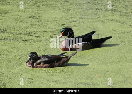 Wood Ducks in Audubon Park, New Orleans, Louisiana Stock Photo