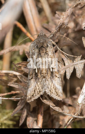 Silver Y moth (Autographa gamma) on dead bracken in Surrey heathland, UK