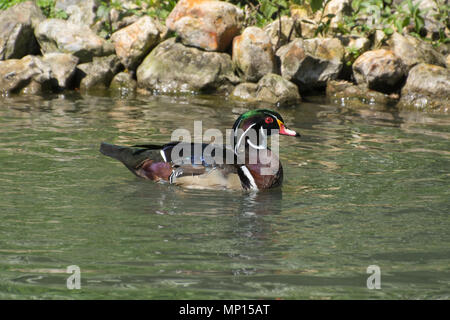 Male (drake) wood duck or Carolina duck (Aix sponsa), a colourful North American perching duck species Stock Photo