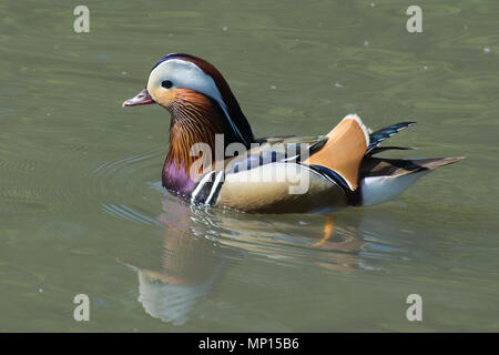 Male (drake) mandarin duck (Aix galericulata) swimming Stock Photo