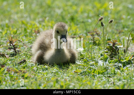 Young greylag goose or gosling (Anser anser) Stock Photo