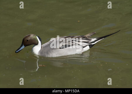 Northern pintail (Anas acuta) swimming Stock Photo