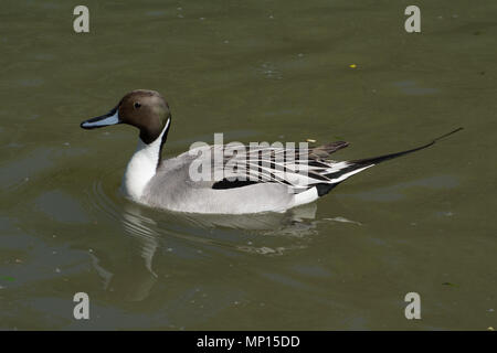 Northern pintail (Anas acuta) swimming Stock Photo