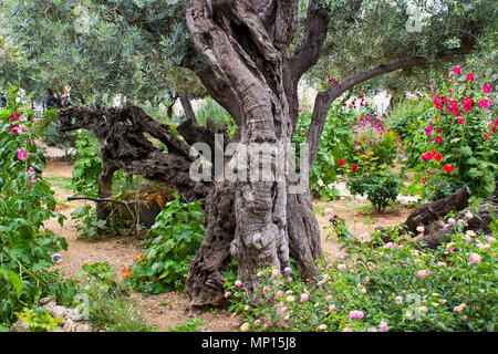 Ancient Olive Trees and young herbaceous plants living side by side in the historic Garden of Gethsemane the scene of Jesus Christ's agonising prayer Stock Photo