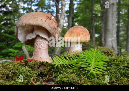 Two healthy and good looking Blusher mushrooms, or Amanita rubescens on a moss in beech forest with green fir twig and red oak leaf