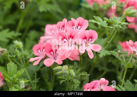 Scented Leaf Pelargonium 'Lara Starshine' flowers. Stock Photo