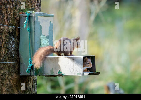 Two cute red squirrels together (1 inside a feeder & 1 standing on it - Snaizeholme Red Squirrel Trail, near Hawes, Yorkshire Dales, England, UK. Stock Photo