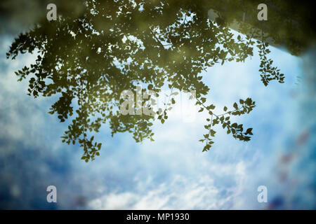 A happy, dreamy tree and some now sunny clouds with blue skies are reflected in a puddle on the ground. Stock Photo