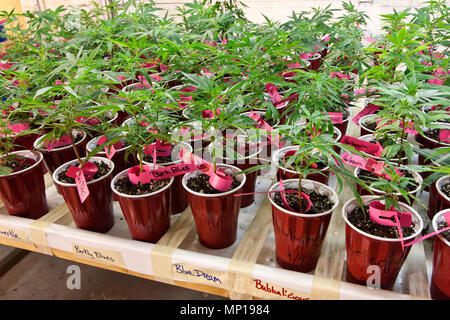 Young 'Cannabis sativa' plants of various varieties growing in containers with artificial lighting, at weed farm.  Washington State. Stock Photo