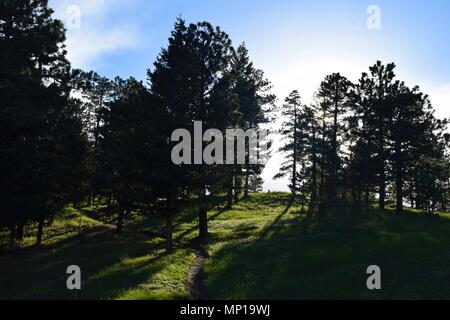 Sunshine casts shadows from trees and illuminates the trail on a hillside during springtime in Colorado. Stock Photo