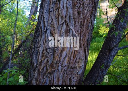 Close up of interesting bark pattern on tree during springtime in a park in Louisville, Colorado. Stock Photo