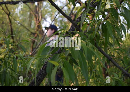 A man in baseball cap seen through tree branches and leaves in nature during hike in Colorado. Stock Photo