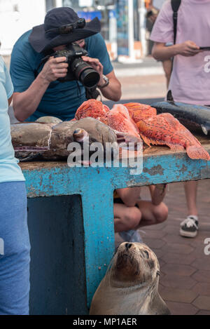 Sea lion waiting for a scrap of fish and a photographer taking a picture of fish at a market in Puerto Ayora, Santa Cruz Island, Galapagos Islands, Ec Stock Photo